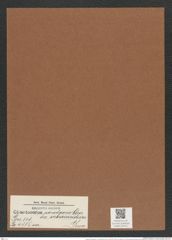 Chaetoceros paradoxus var. subsecundum Grun. (de-Toni-Nr.: Genus 149, Species 4115) Zeichnungen Sammlung Grunow Mappe 04121 (Herbarium_W_Grunow_drawings_Folder_04121)